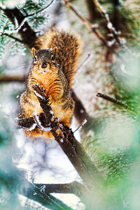 Stay Away from my Nuts!