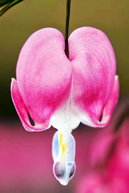 Dicentra spectabilis