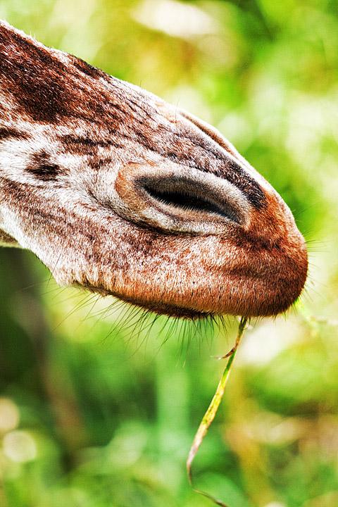 Zoological Snout of Mystery
