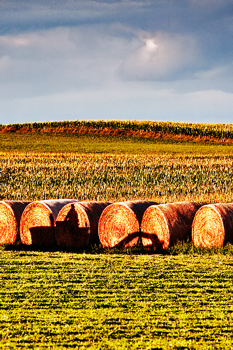 Hay!